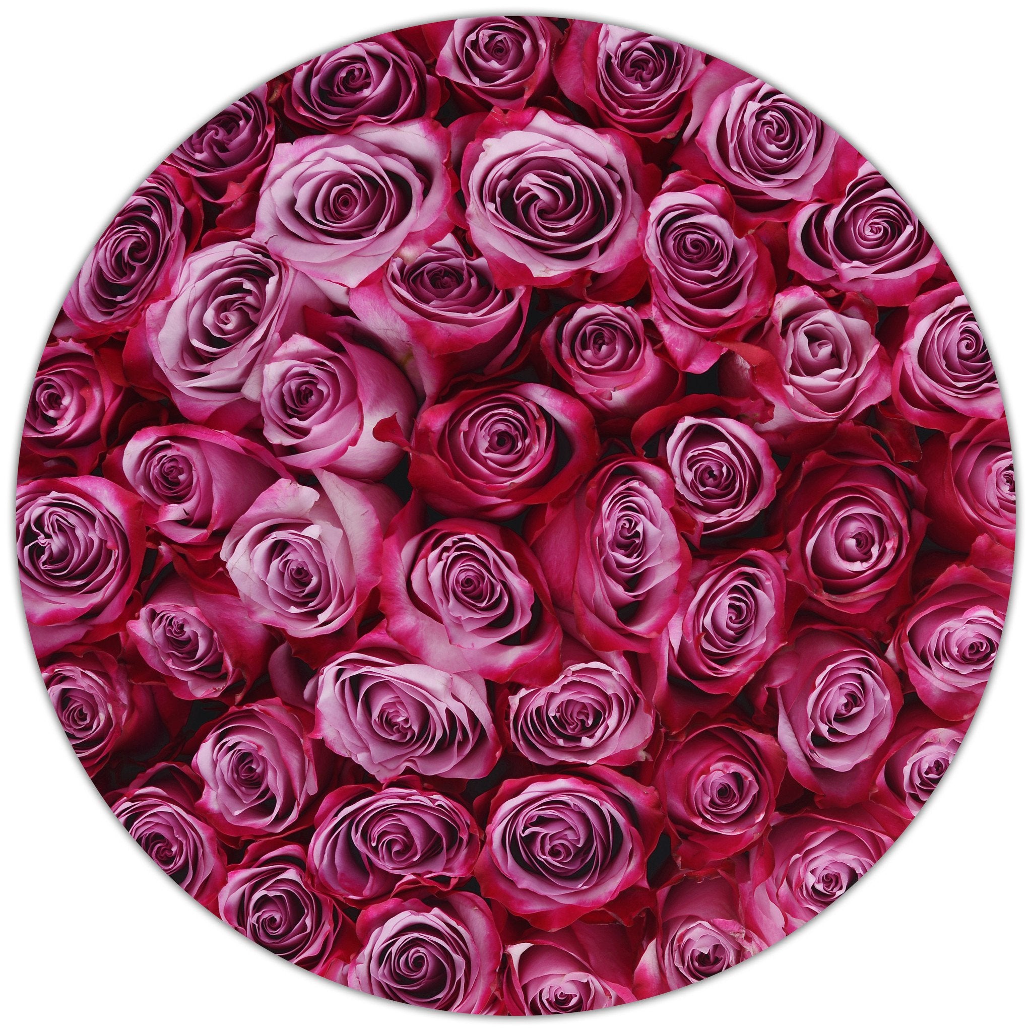 Aranjament floral cu trandafiri naturali mov în cutie albă medie