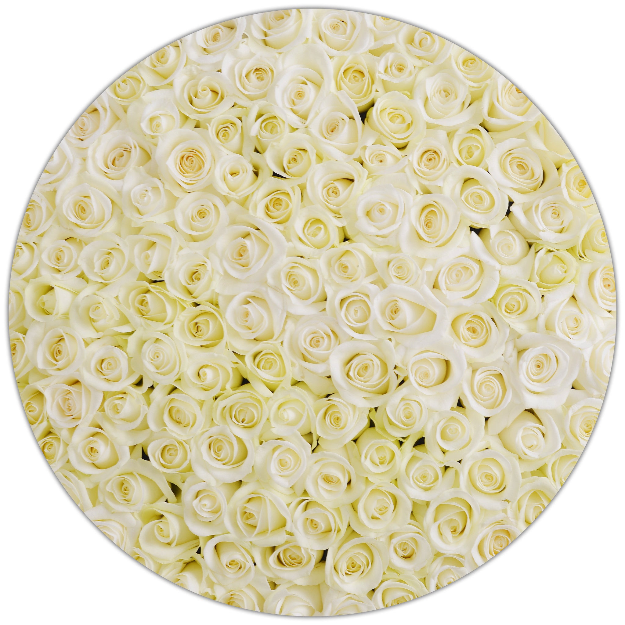 The Million - White Roses - Black box - The Million Roses Budapest