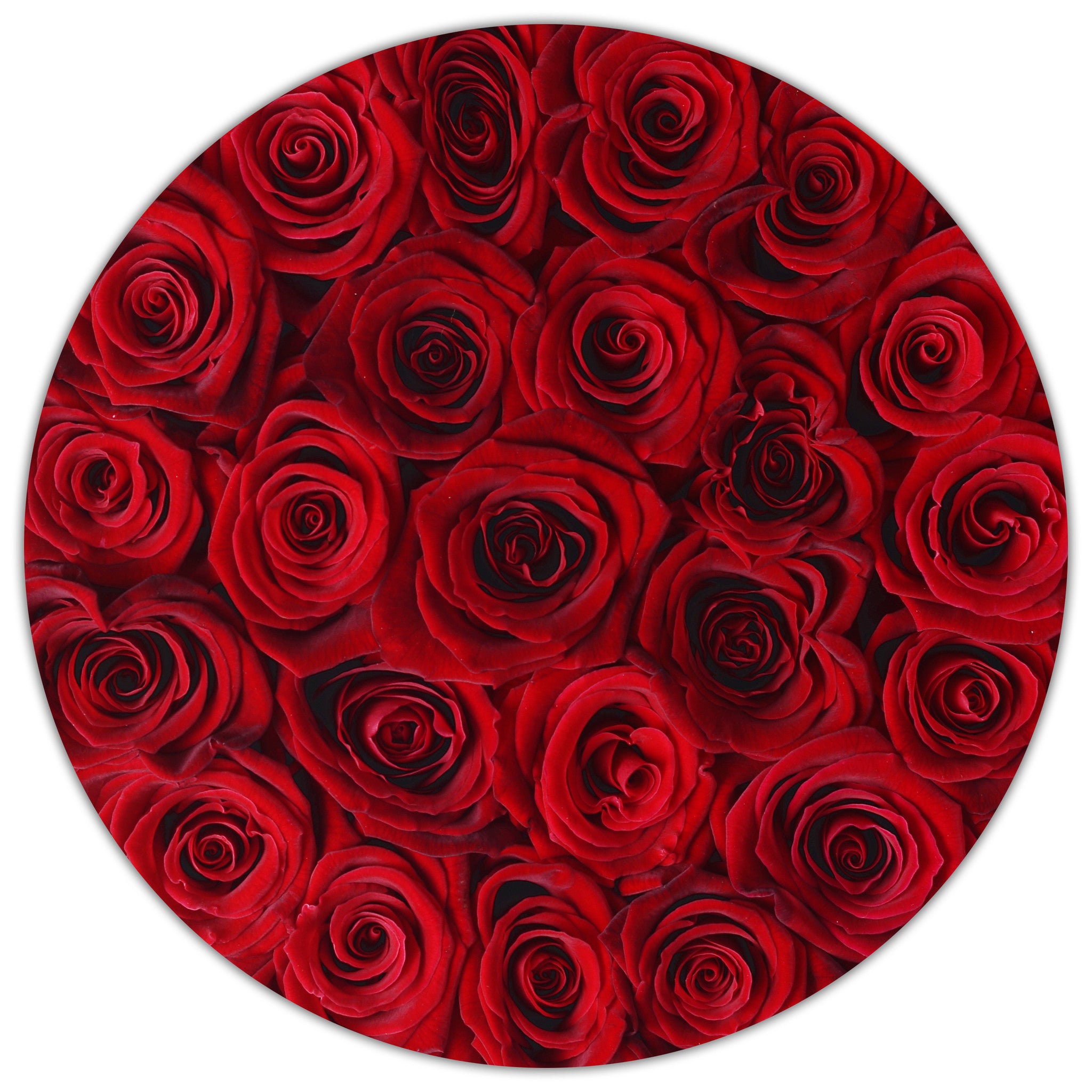 Small - Red Roses - White Box - The Million Roses Budapest