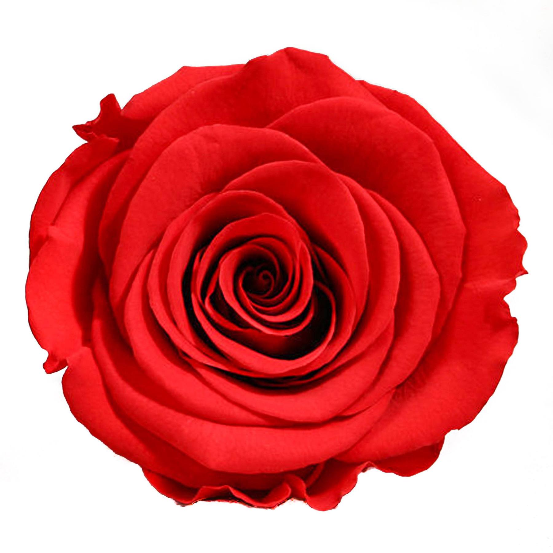 Buchet de trandafiri criogenati rosii -Eternity love